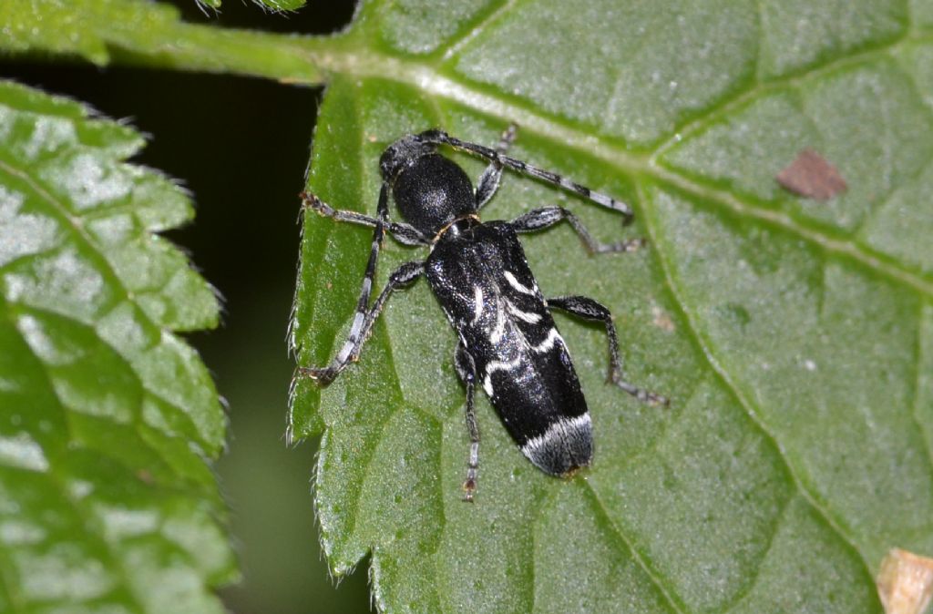 Anaglyptus mysticus